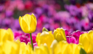 balaton_tulipan