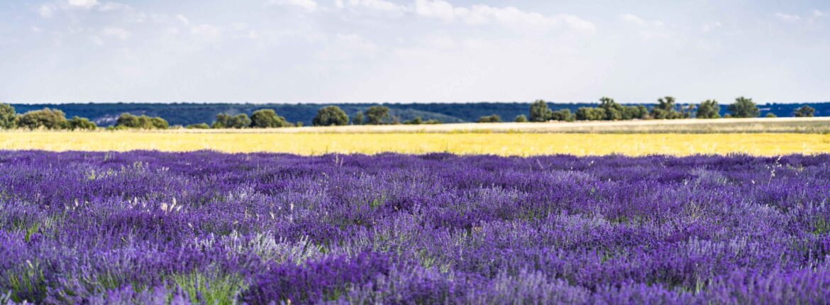 lavender tihanyi levendula fesztival